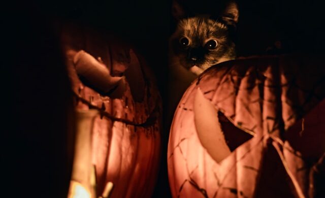 Boooo!  It’s Halloween!