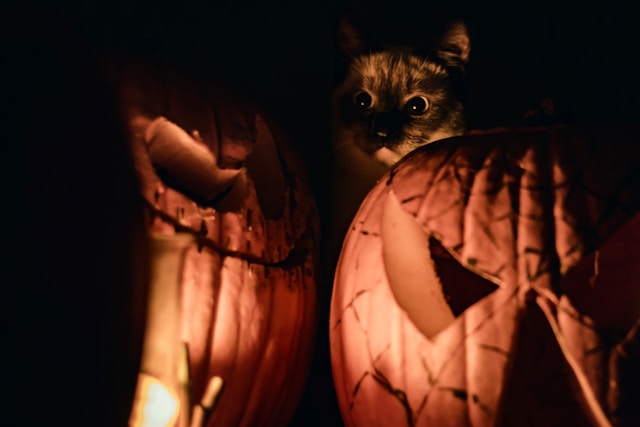 Spooky cat