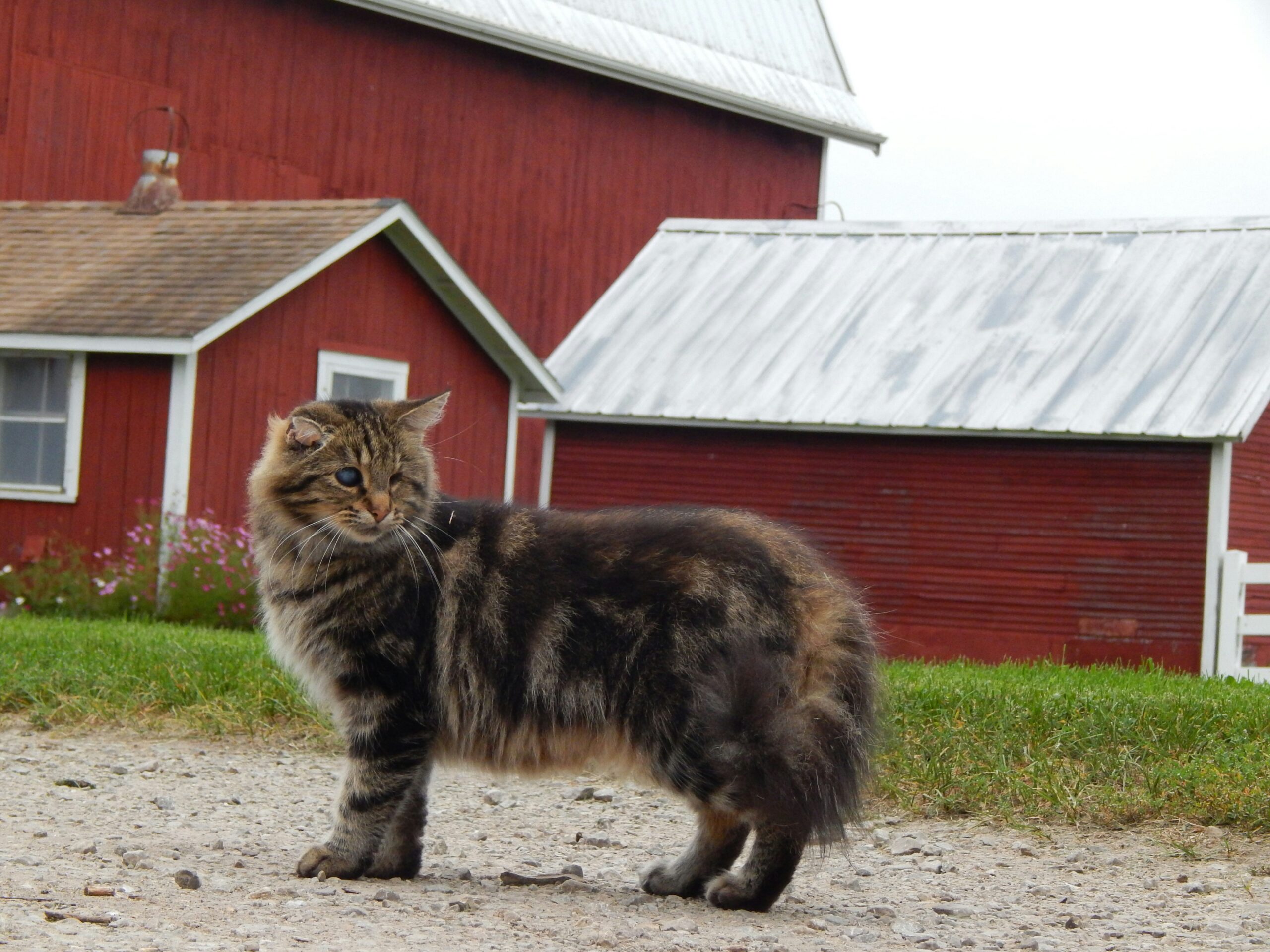 Feral cat on a farm