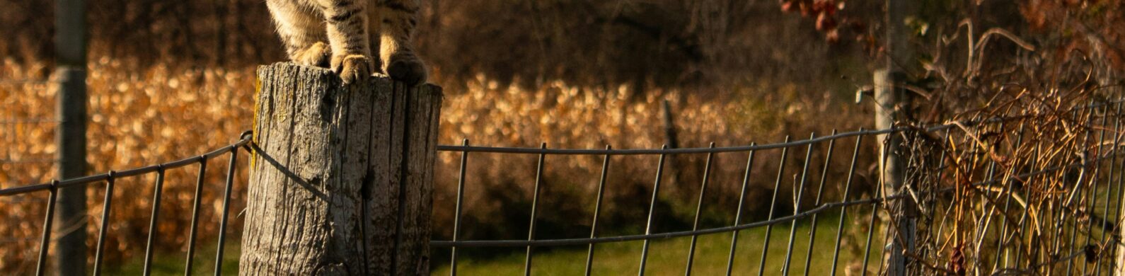 May Spay Day Coming Up