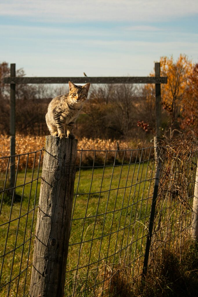 Feral cat on a fence post