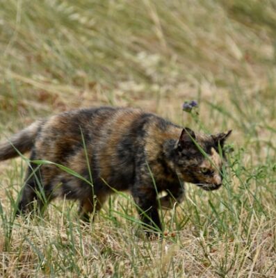 Stalking cat