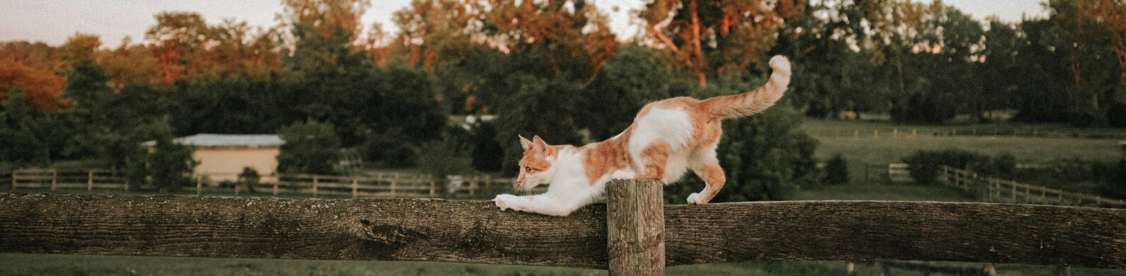 July Spay Day Only Days Away