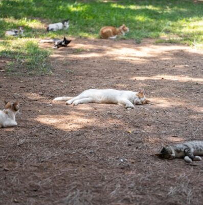 Cats on a hot summer day