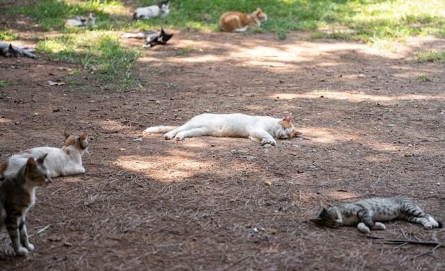 Hot Summer Days and Lazy Feral Cats