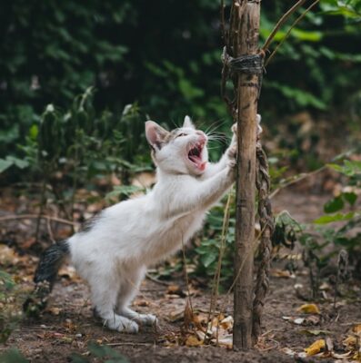 Working the cat claws