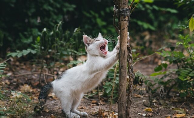 First Spay Day of 2026 Was a Great Success