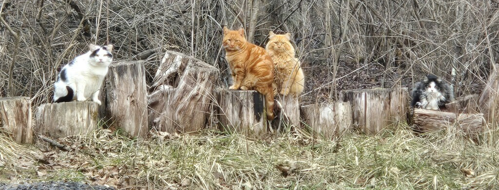 Happiness Is Seeing Ear Tips!!