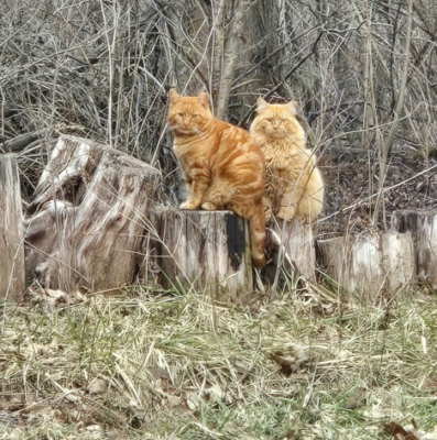 The "Motley Crew" of TNVR'd feral cats
