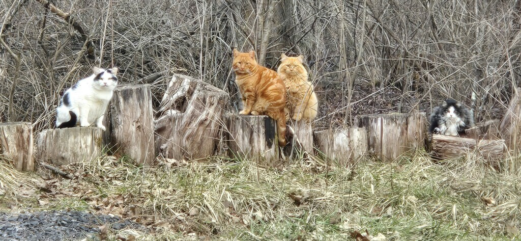 The "Motley Crew" of TNVR'd feral cats