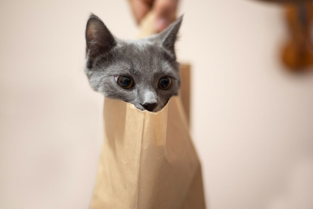 Cat peeking out of a paper bag