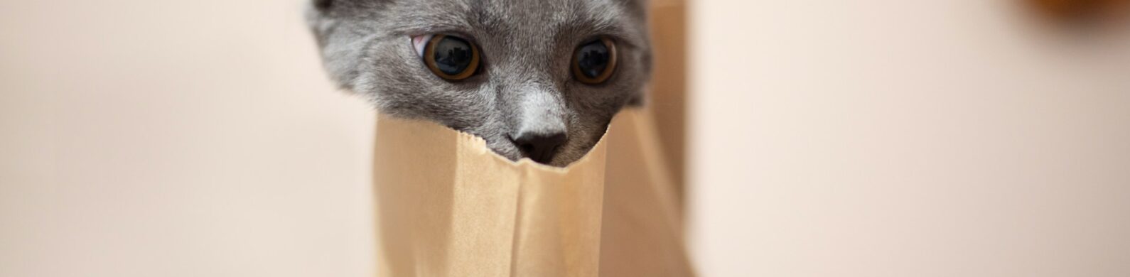 The Cat Is Out of the Bag!