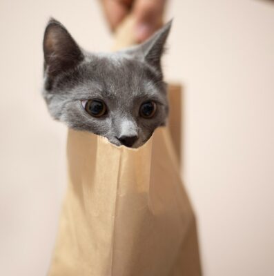 Cat peeking out of a paper bag