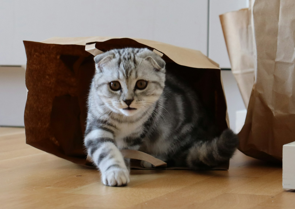 Cat coming out of bag
