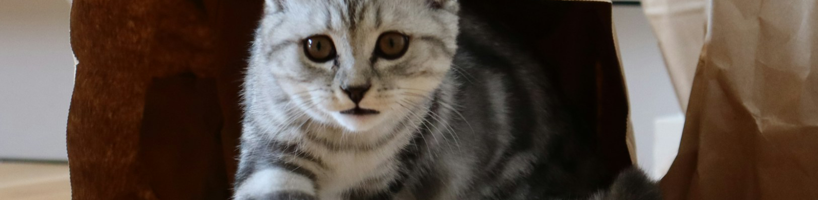 The Cat Is Out of the Bag!