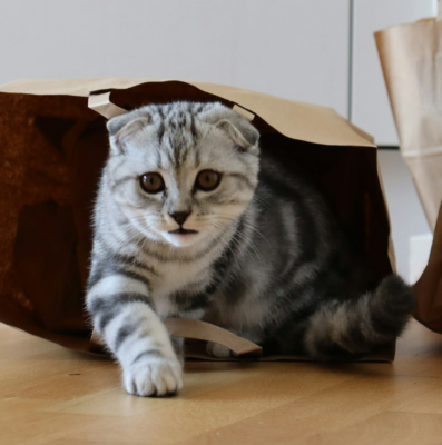 Cat coming out of bag